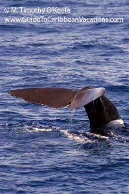 Sperm whale fluke Dominica